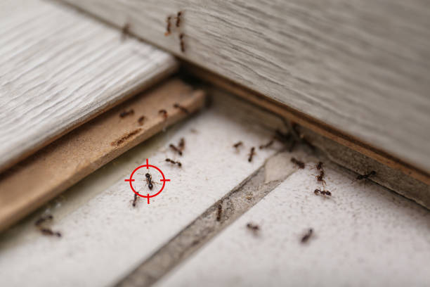 Best Wasp Removal Services  in Doe Valley, KY