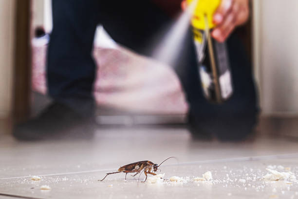 Best Local Pest Control Services  in Doe Valley, KY